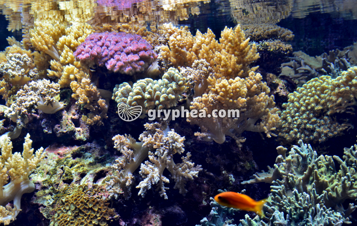 Récif de Corail - gryphea.com